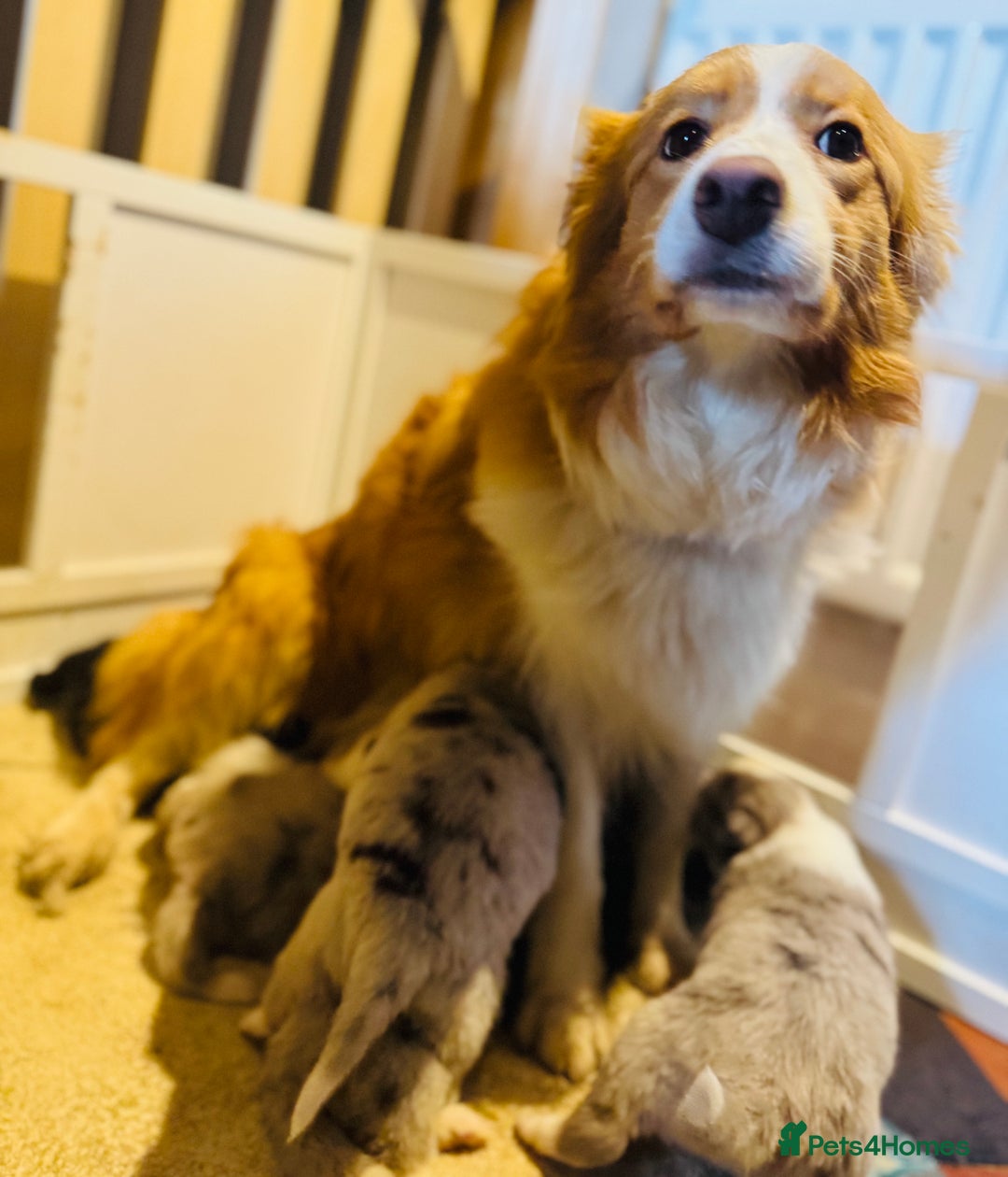 Border Collie dogs for sale: Border Collie (KC reg Pending) Puppies For Sale - Advert 2