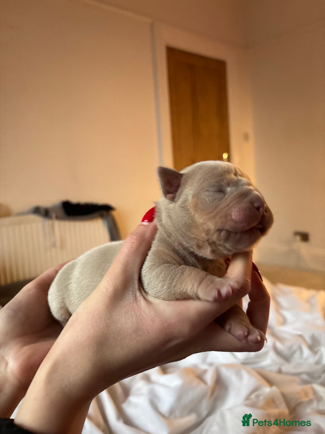 American Bully dogs for sale: 💙🐾 2 Stunning American Pocket Bully Puppies 🐾💙 - Advert 8