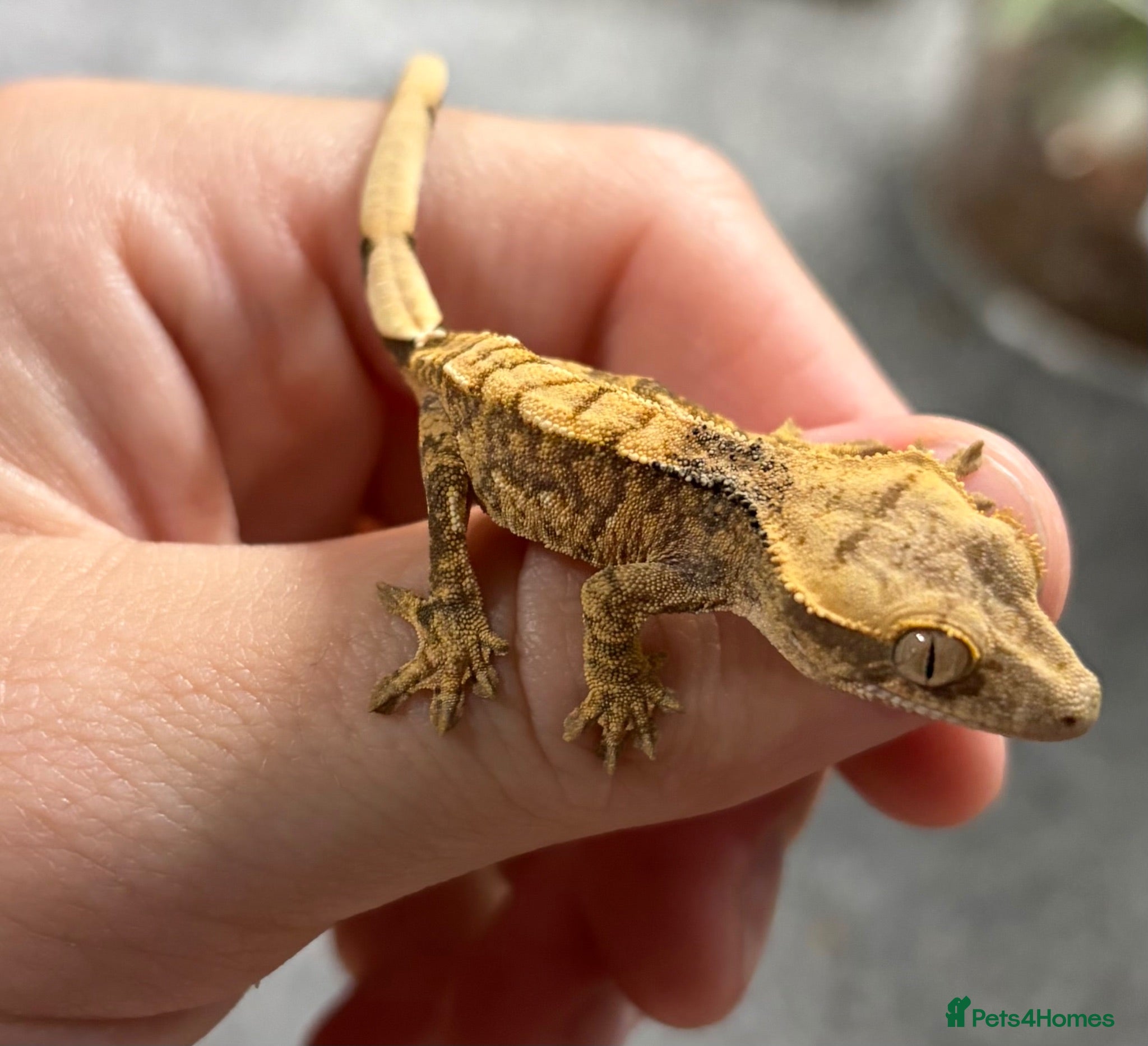 Gecko reptiles Tri Colour Harlequin Partial Pin Crested Gecko - Advert 3