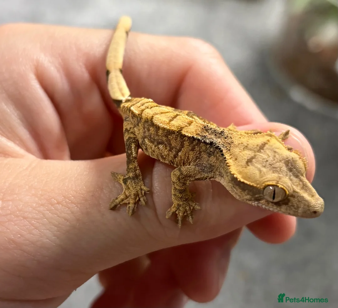 Gecko reptiles for sale: Tri Colour Harlequin Partial Pin Crested Gecko - Advert 1