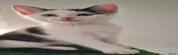 British Shorthair cats for sale: 2 beautiful adorable kittens  - Advert 5