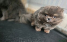 Pomeranian dogs for sale: True to type blue and chocolate boy - Image 14