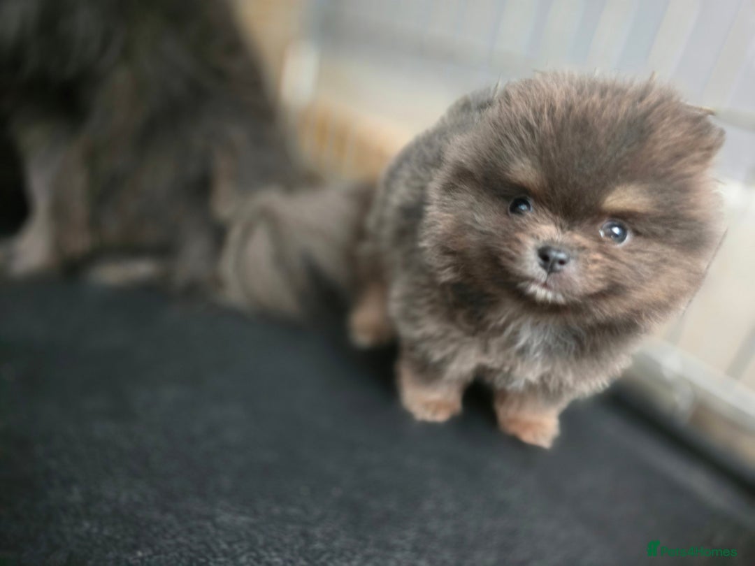 Pomeranian dogs for sale: True to type blue and chocolate boy - Image 14