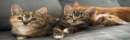 Mixed Breed cats for sale: Gorgeous kittens  - Advert 4