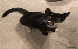 Domestic Shorthair cats for adoption: Sasparilla - Image 2
