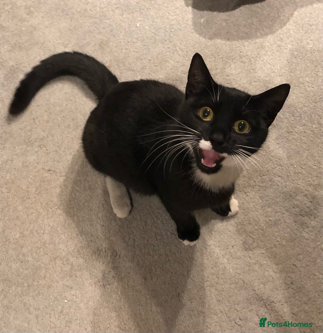 Domestic Shorthair cats for adoption: Sasparilla - Image 2