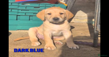 Labrador Retriever dogs - Advert 2