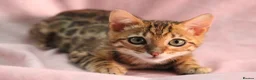 Bengal cats for sale: 🔥Beautiful Bengal girl available🔥 - Advert 7