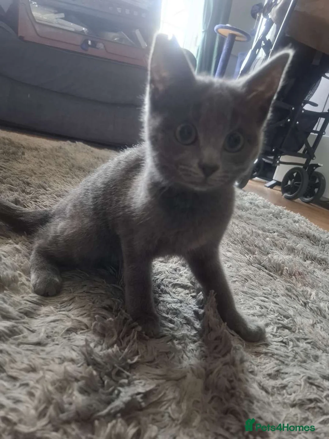 Mixed Breed cats for sale: 3 month old Kitten - Advert 2
