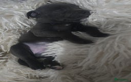 Staffordshire Bull Terrier dogs for sale: Staffordshire bull terrier  - Advert 28