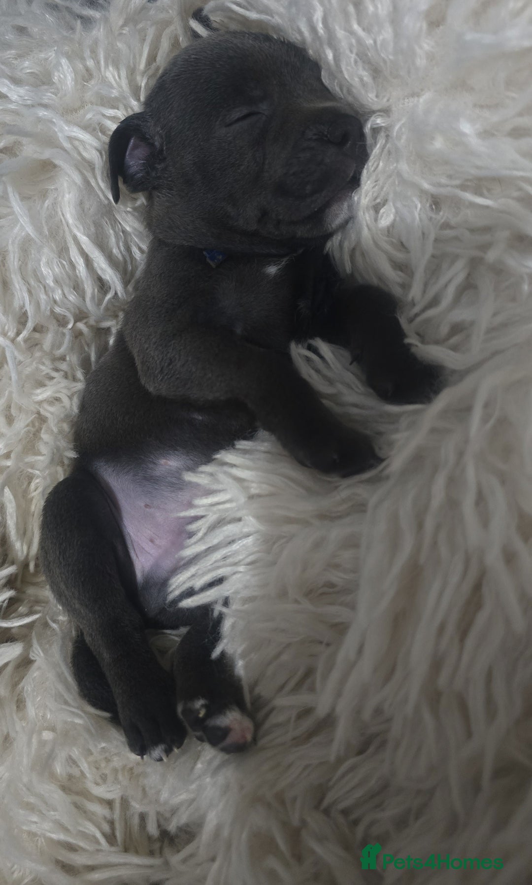 Staffordshire Bull Terrier dogs for sale: Staffordshire bull terrier  - Advert 28