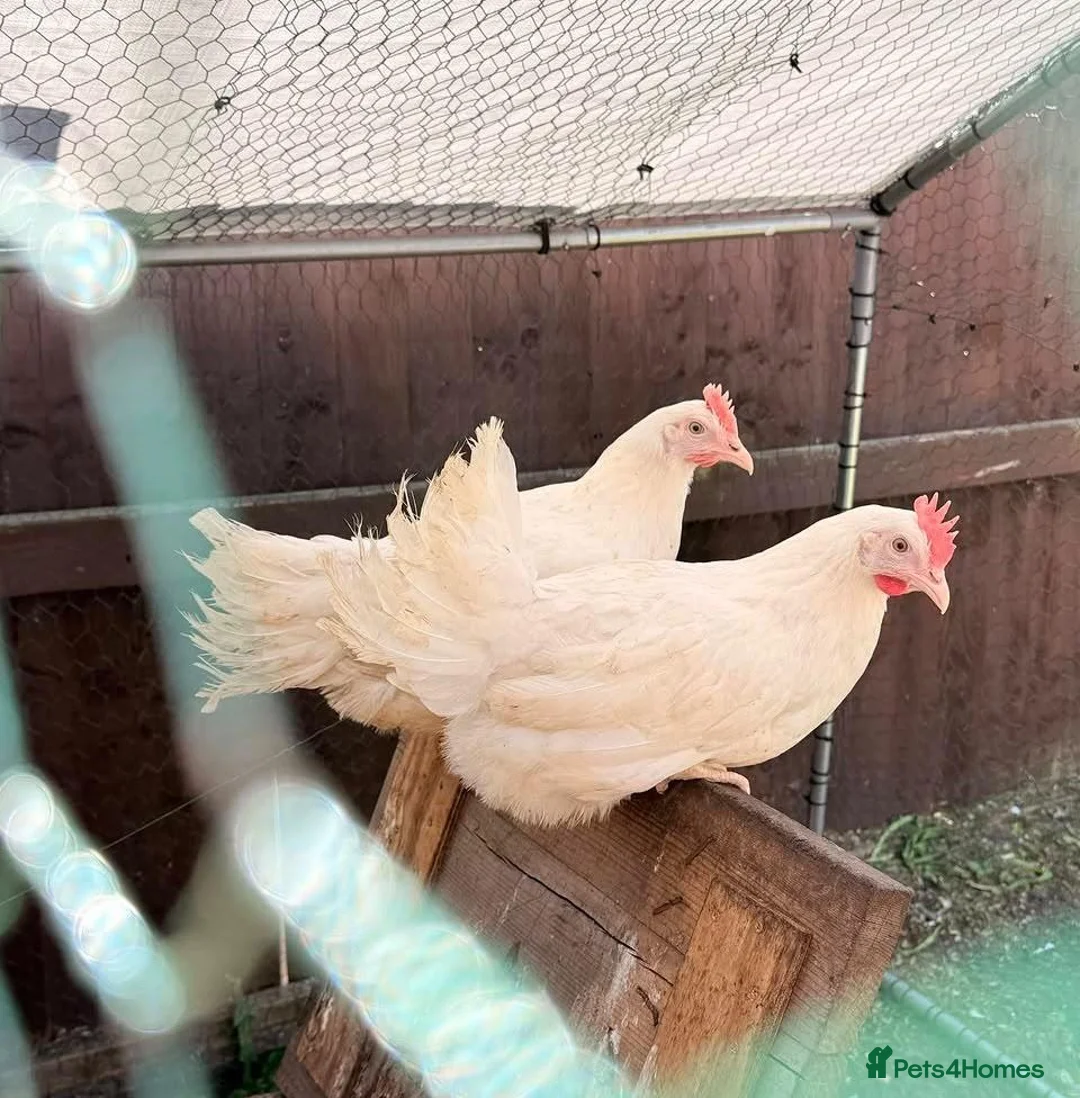 Chickens poultry for sale: 6 chickens  - Advert 2