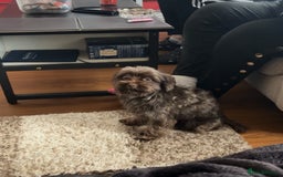 Yorkshire Terrier dogs for sale: Cujo, Pure Bred Yorkshire Terrier (3 Years Old) - Image 3