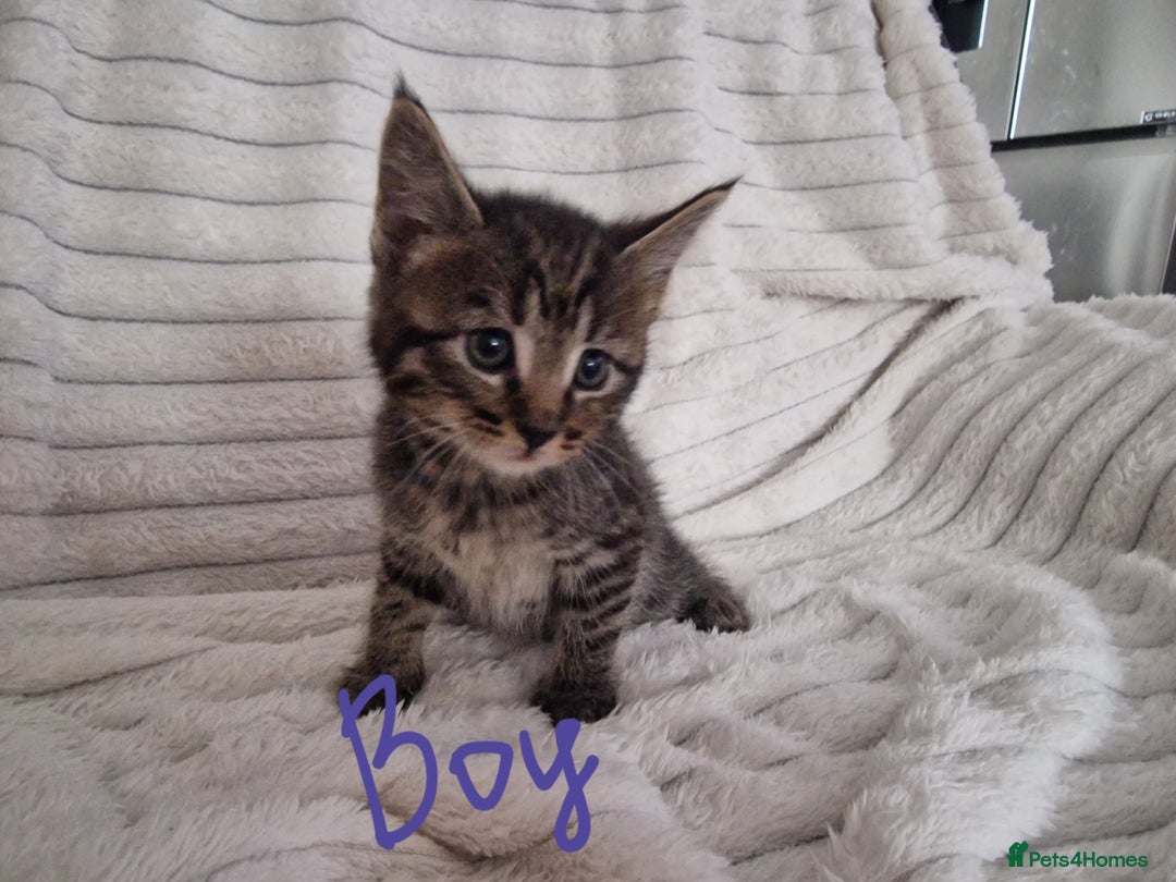 Mixed Breed cats for sale: Maine coon mixed kitchens - Image 17