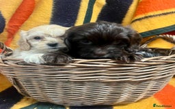 Cockapoo dogs for sale: F1 Cockapoo Puppies.  - Image 7