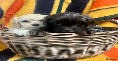 Cockapoo dogs - Advert 12