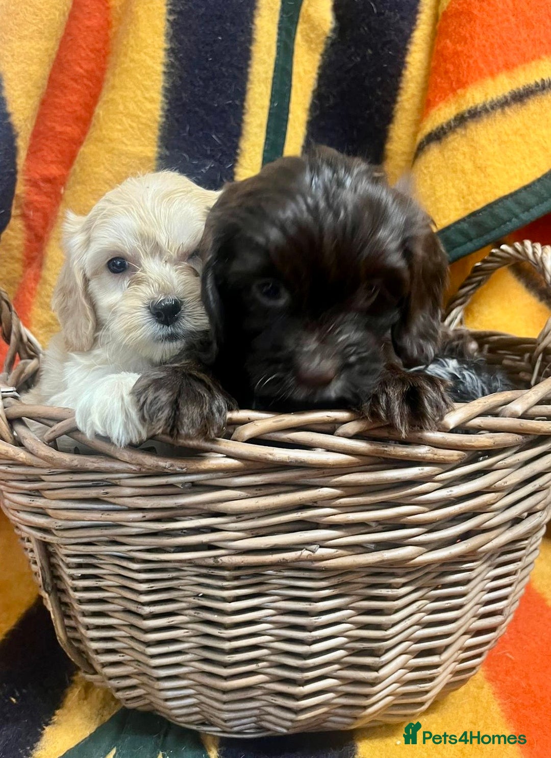Cockapoo dogs for sale: F1 Cockapoo Puppies.  - Image 7