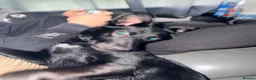 Mixed Breed dogs for sale: Rehome my bella - Advert 4