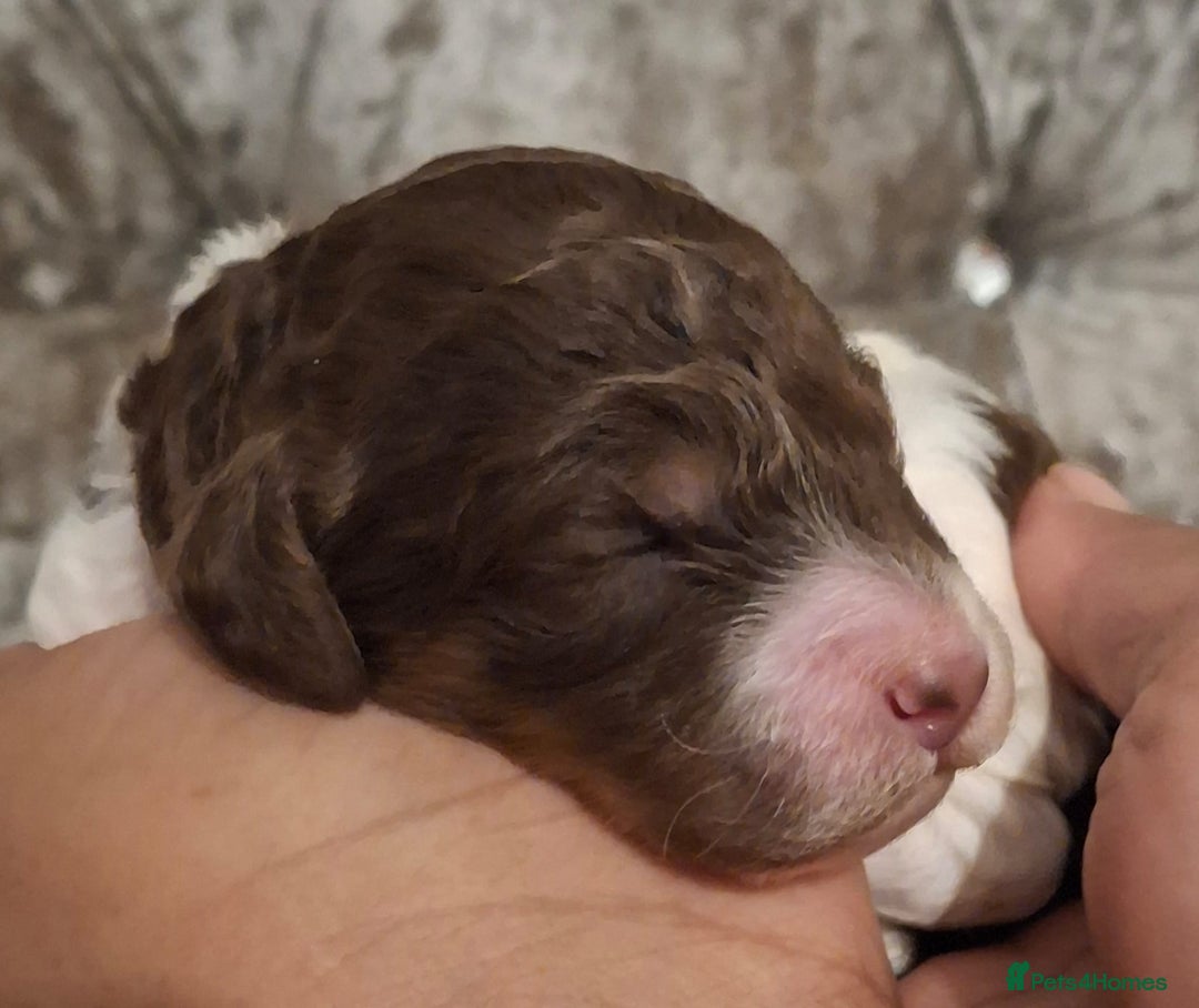 Standard Poodle dogs for sale: Beautiful KC registered parti tris - Advert 8