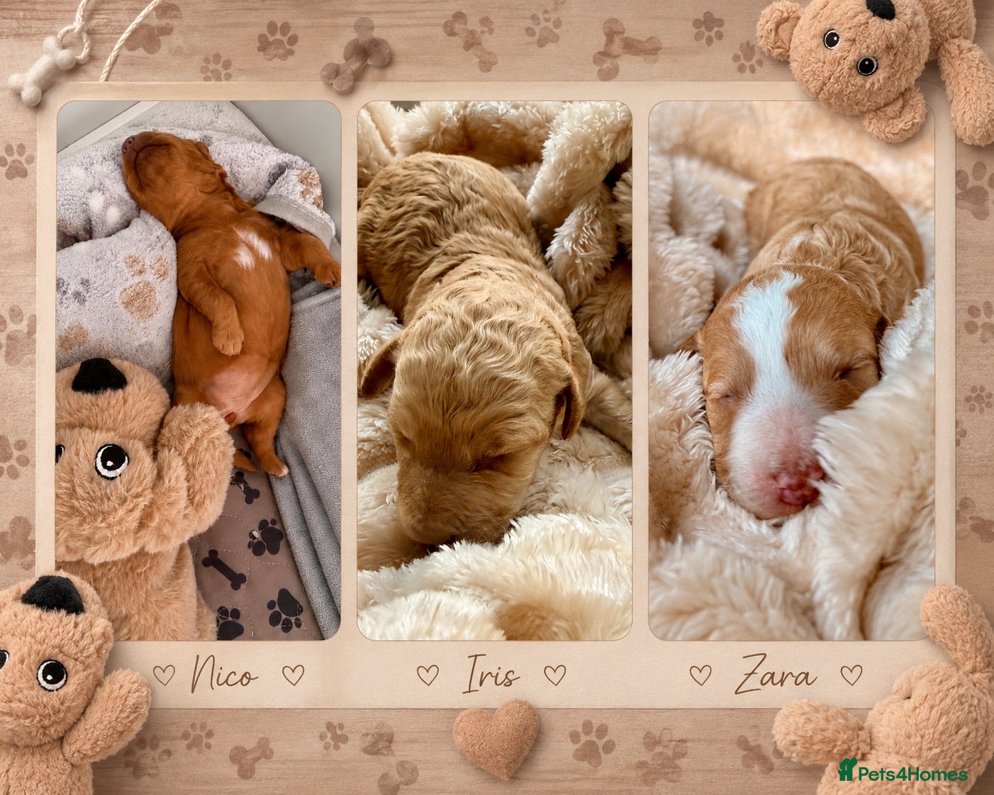 Australian Labradoodle dogs Multigenerational Australian Labradoodle  - Advert 1