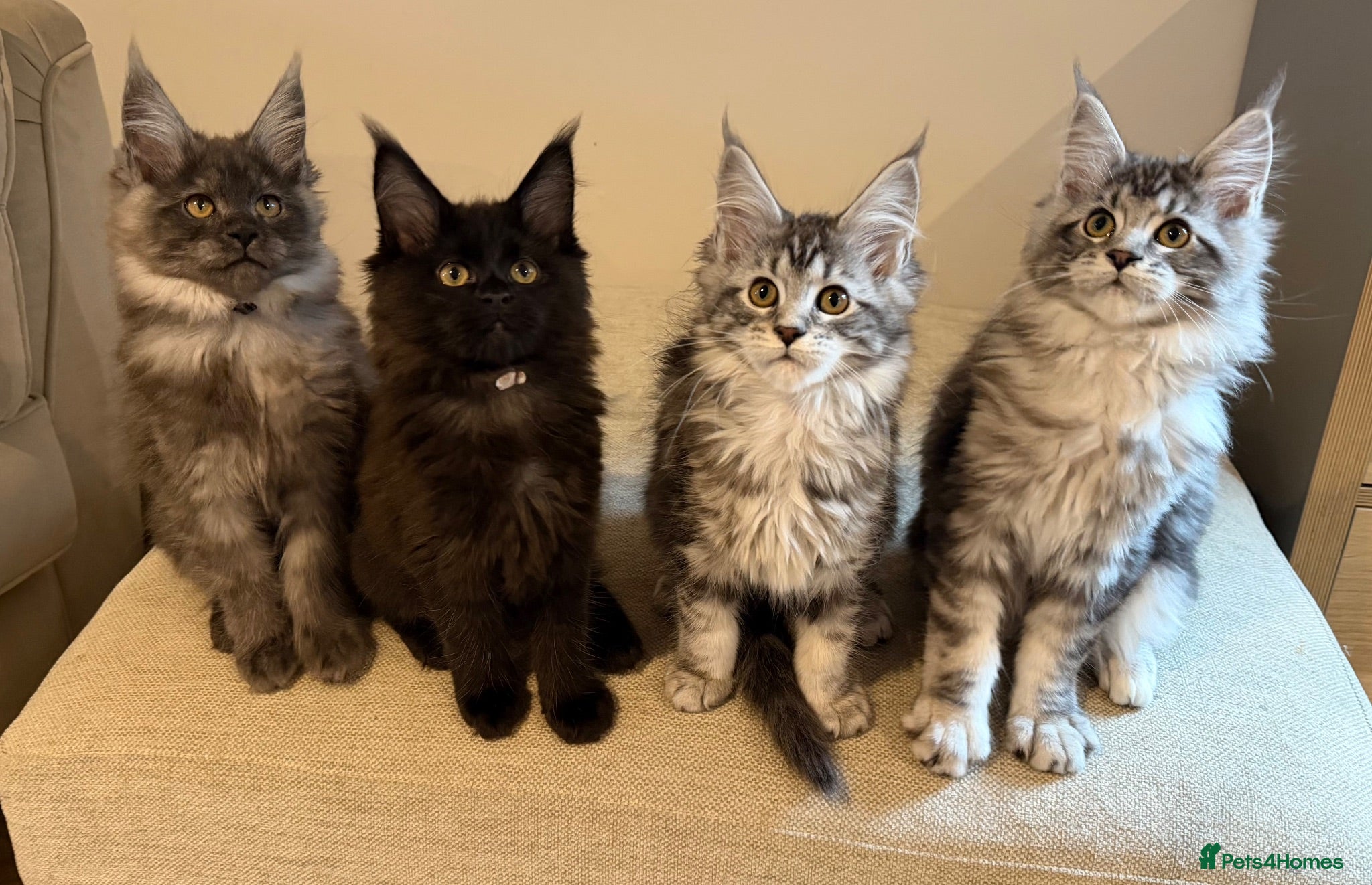 Maine Coon cats TICCA Registered MaineCoon Kittens (Pet Only)  - Advert 1