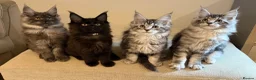 Maine Coon cats for sale: TICCA Registered MaineCoon Kittens (Pet Only)  - Advert 1