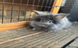 Lionhead rabbits for sale: 3babys&1junior❤️ - Image 5