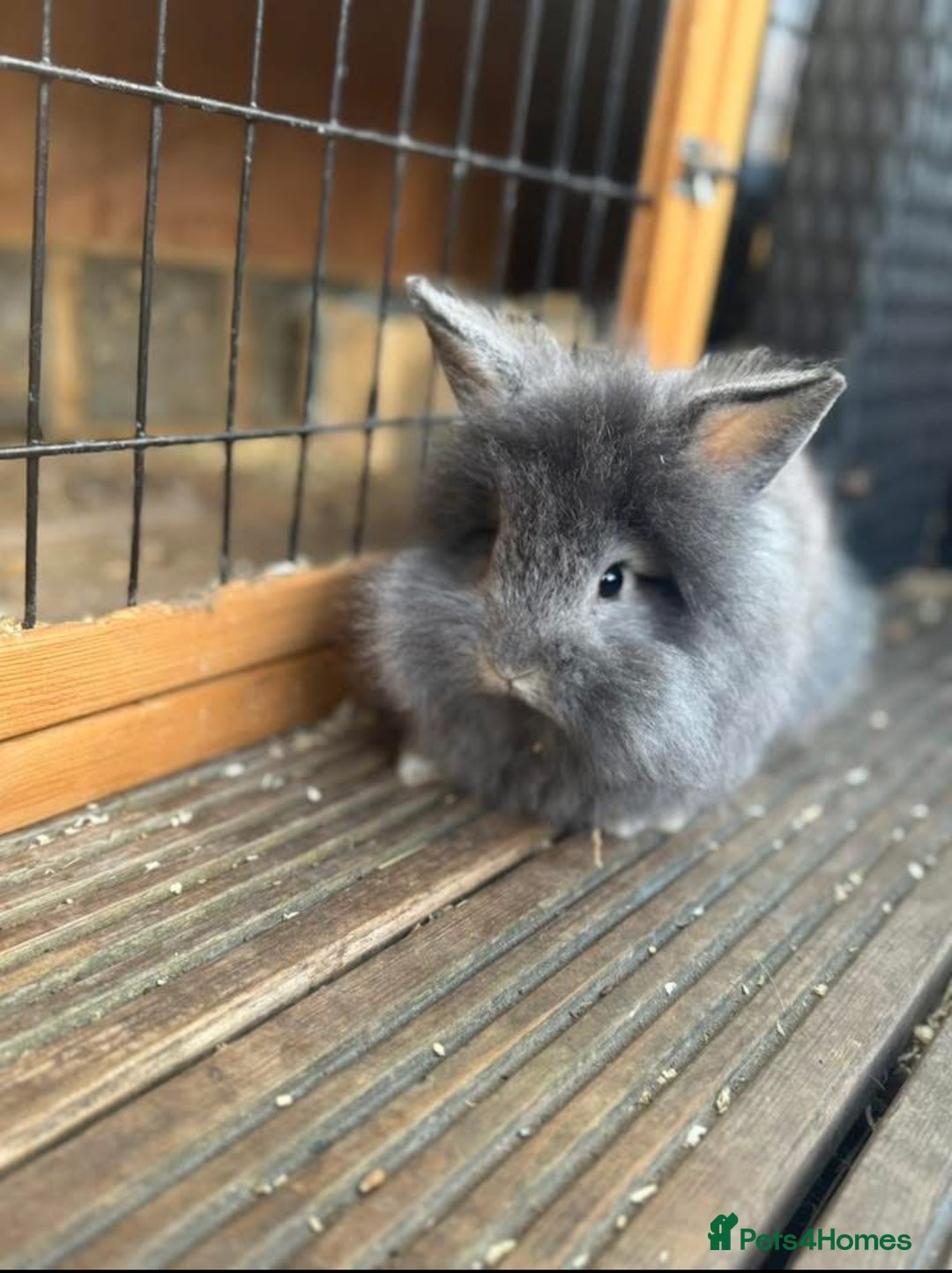 Lionhead rabbits for sale: 3babys&1junior❤️ - Image 5