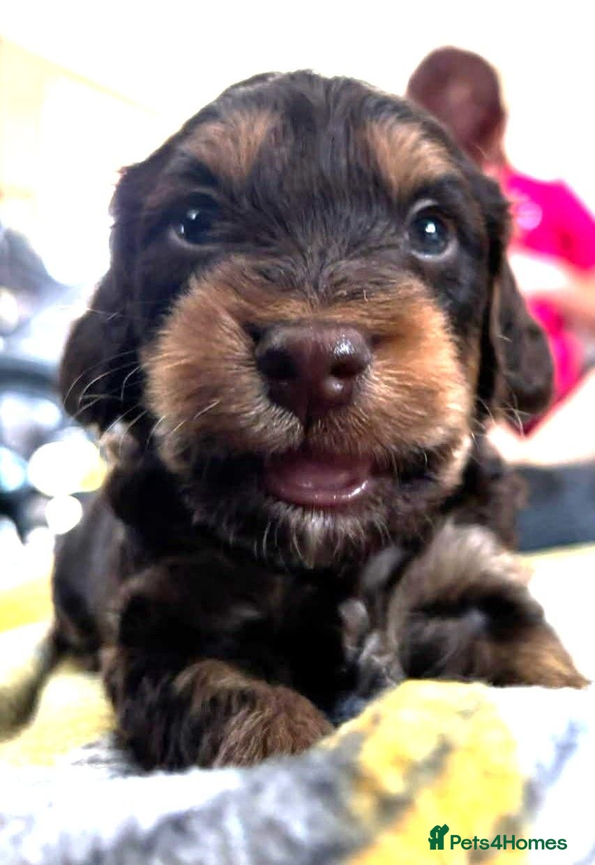 Cockapoo dogs 4 Stunning F1 Cockapoos 3 boys 1 girl - Advert 1