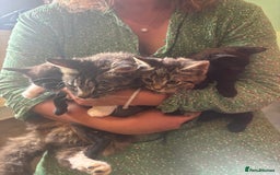 Mixed Breed cats for sale: kittens looking for their forever home - Image 7