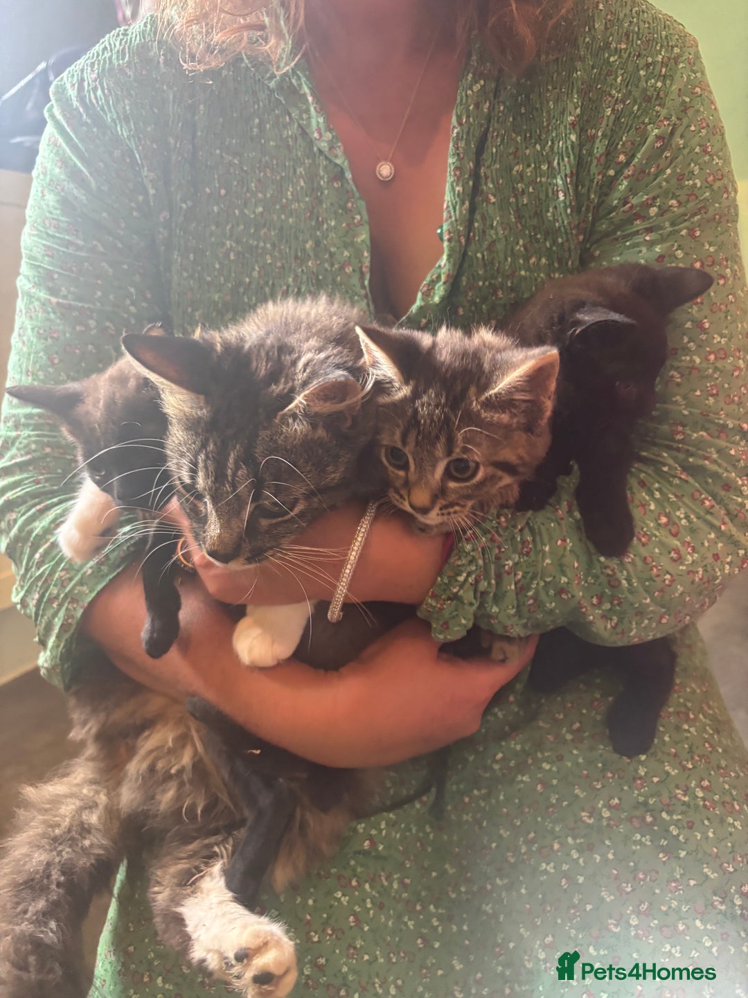 Mixed Breed cats for sale: kittens looking for their forever home - Image 7