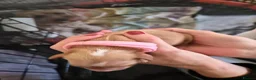 Cockapoo dogs for sale: Red Fox & White Cockapoo puppies   in Aberdeen - Advert 4