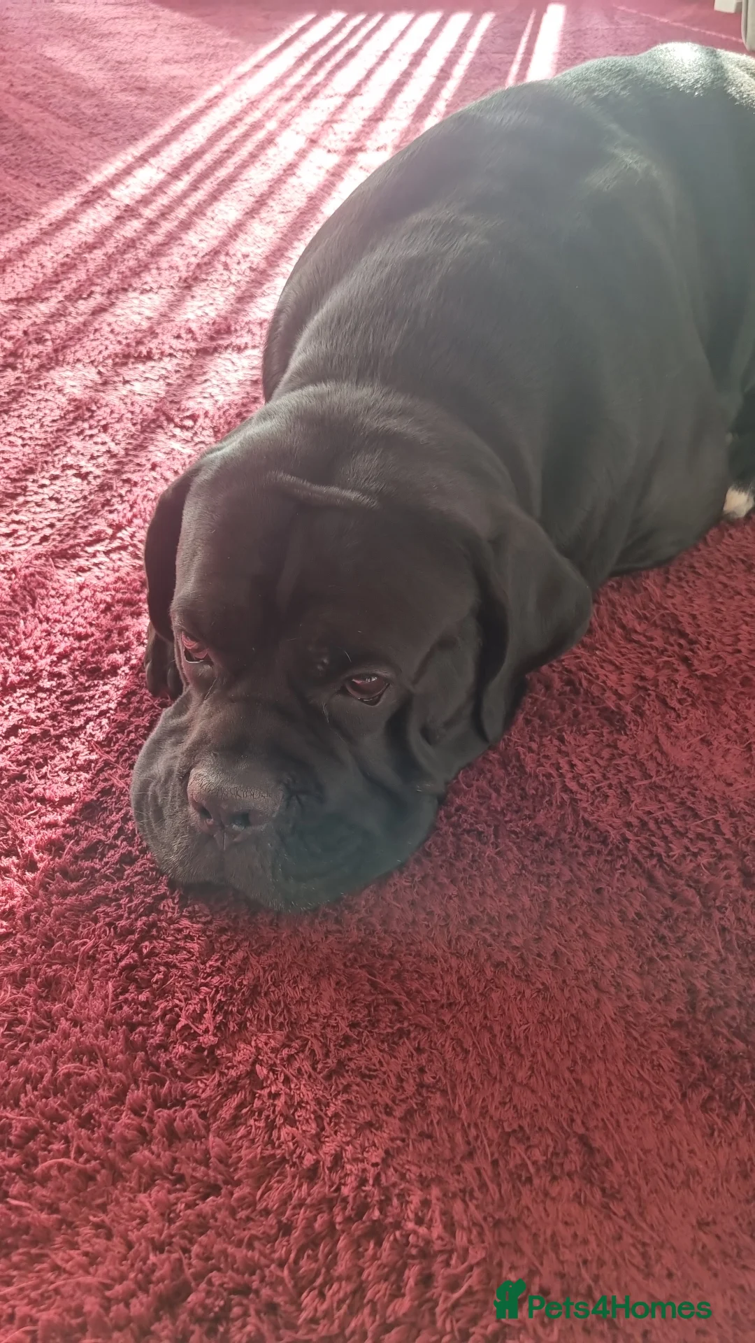 Cane Corso dogs for sale: ITALIAN CANE CORSO  - Advert 14