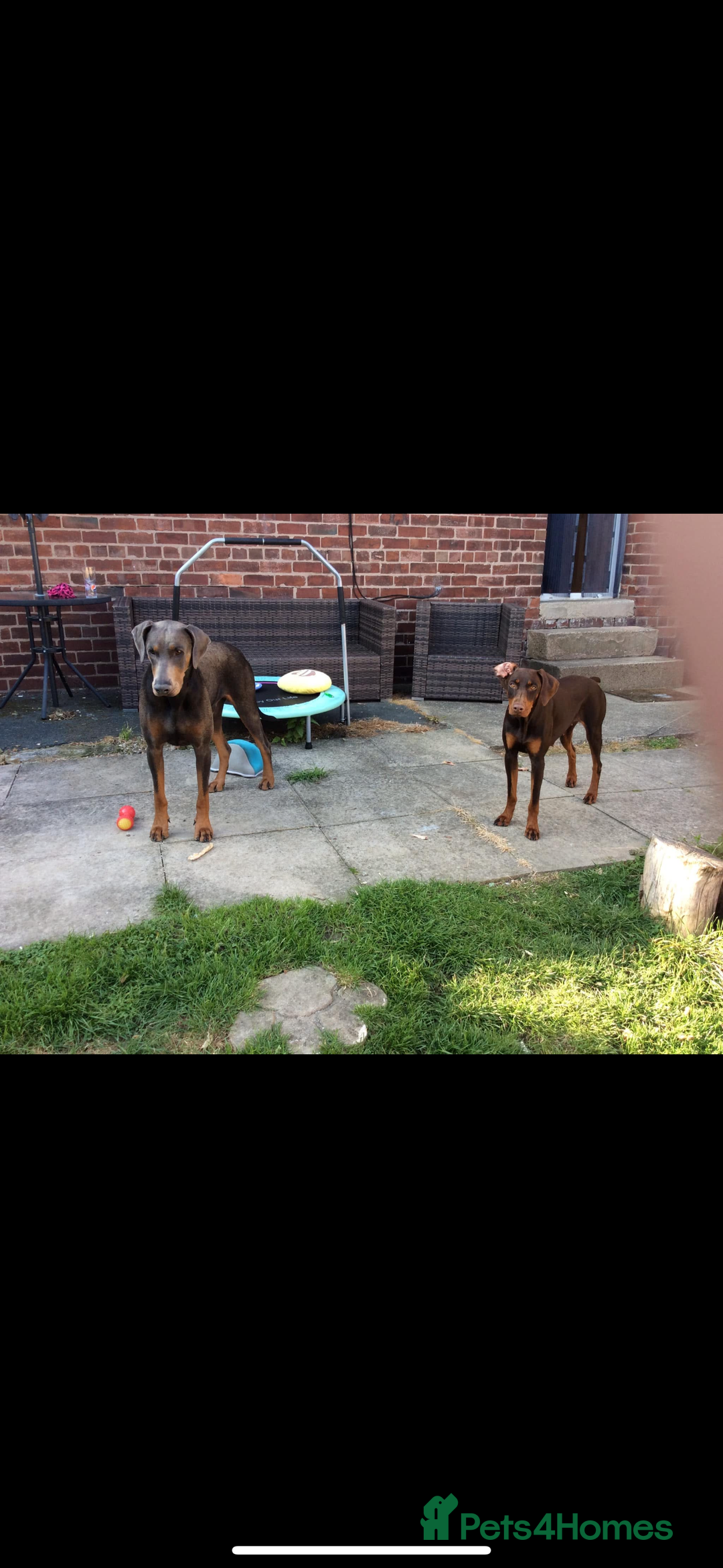 Dobermann dogs for stud: Doberman red&rust stud - Image 12