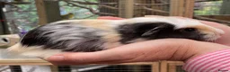 Guinea Pig rodents for sale: Stunning bonded baby guinea pigs - Advert 2