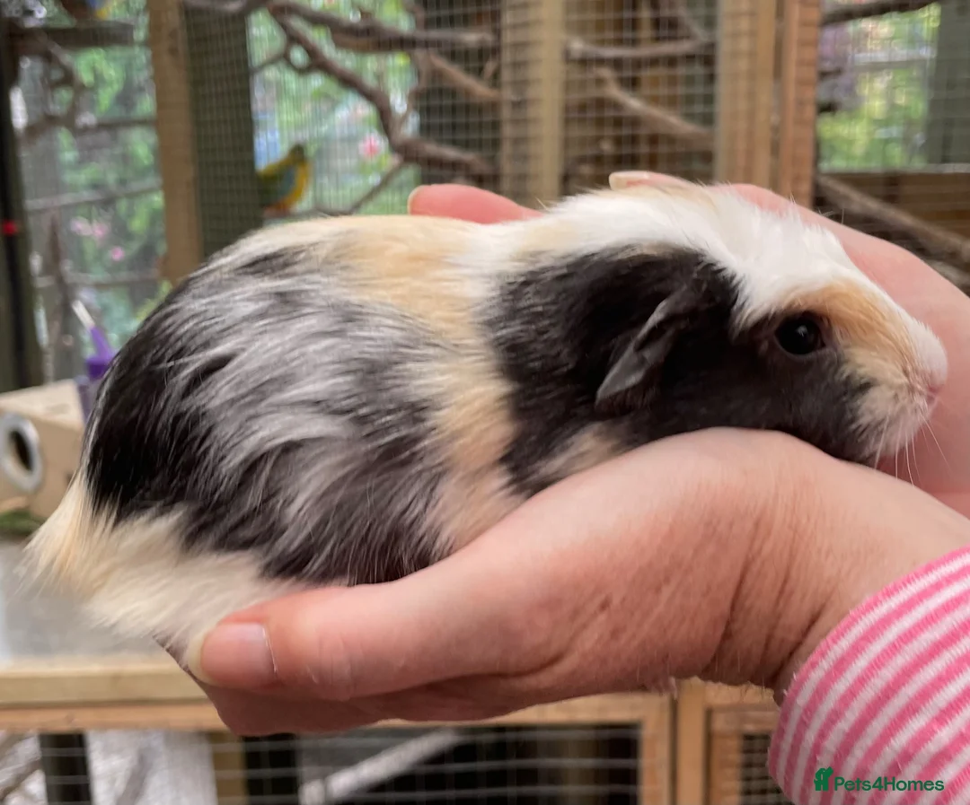 Guinea Pig rodents for sale: Stunning bonded baby guinea pigs - Advert 2