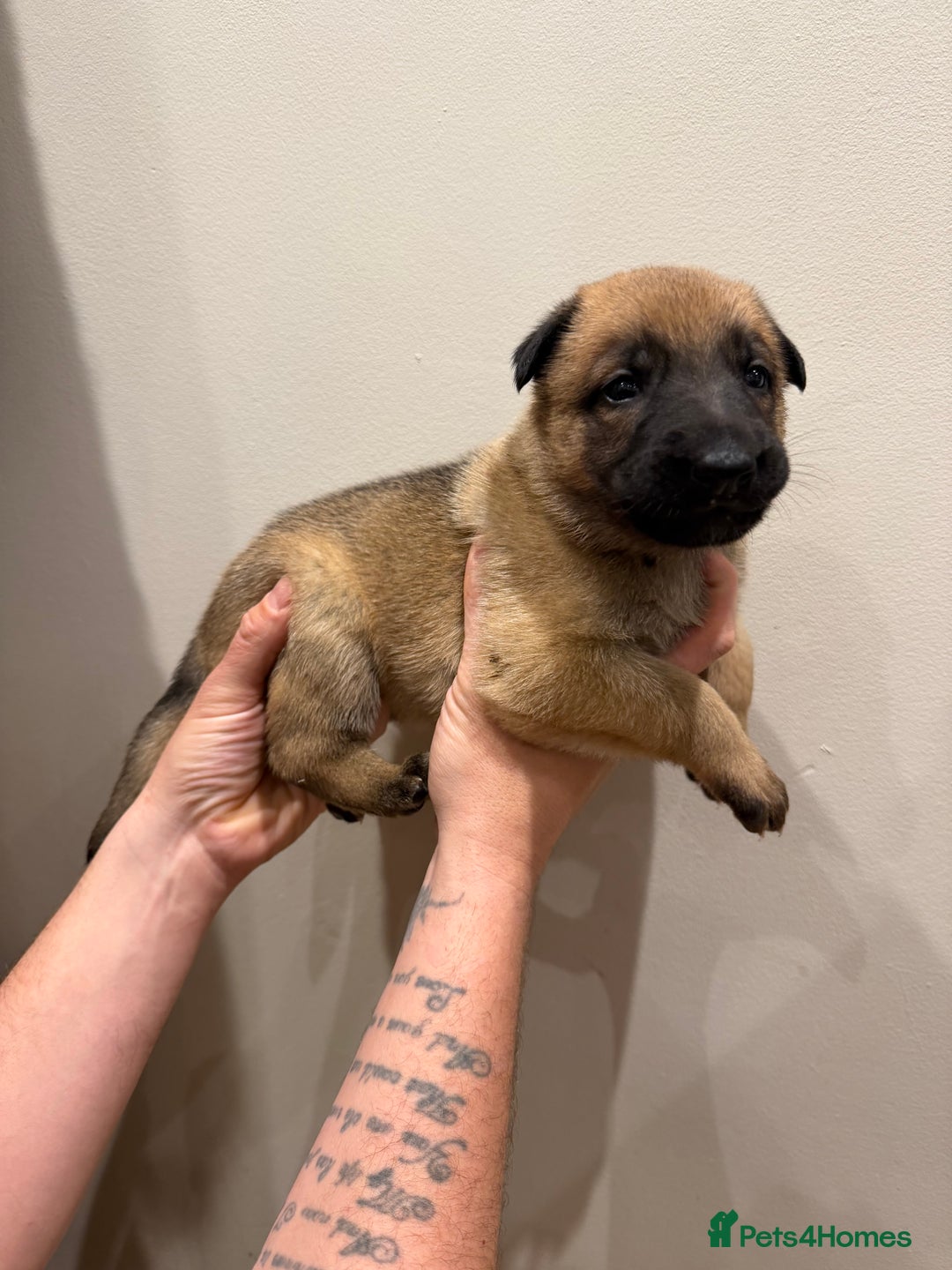 Mixed Breed dogs for sale: Shepinios puppies  - Advert 15