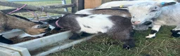 Goats livestock for sale: 4 stunning Pygmy Goat Wethers - Advert 4