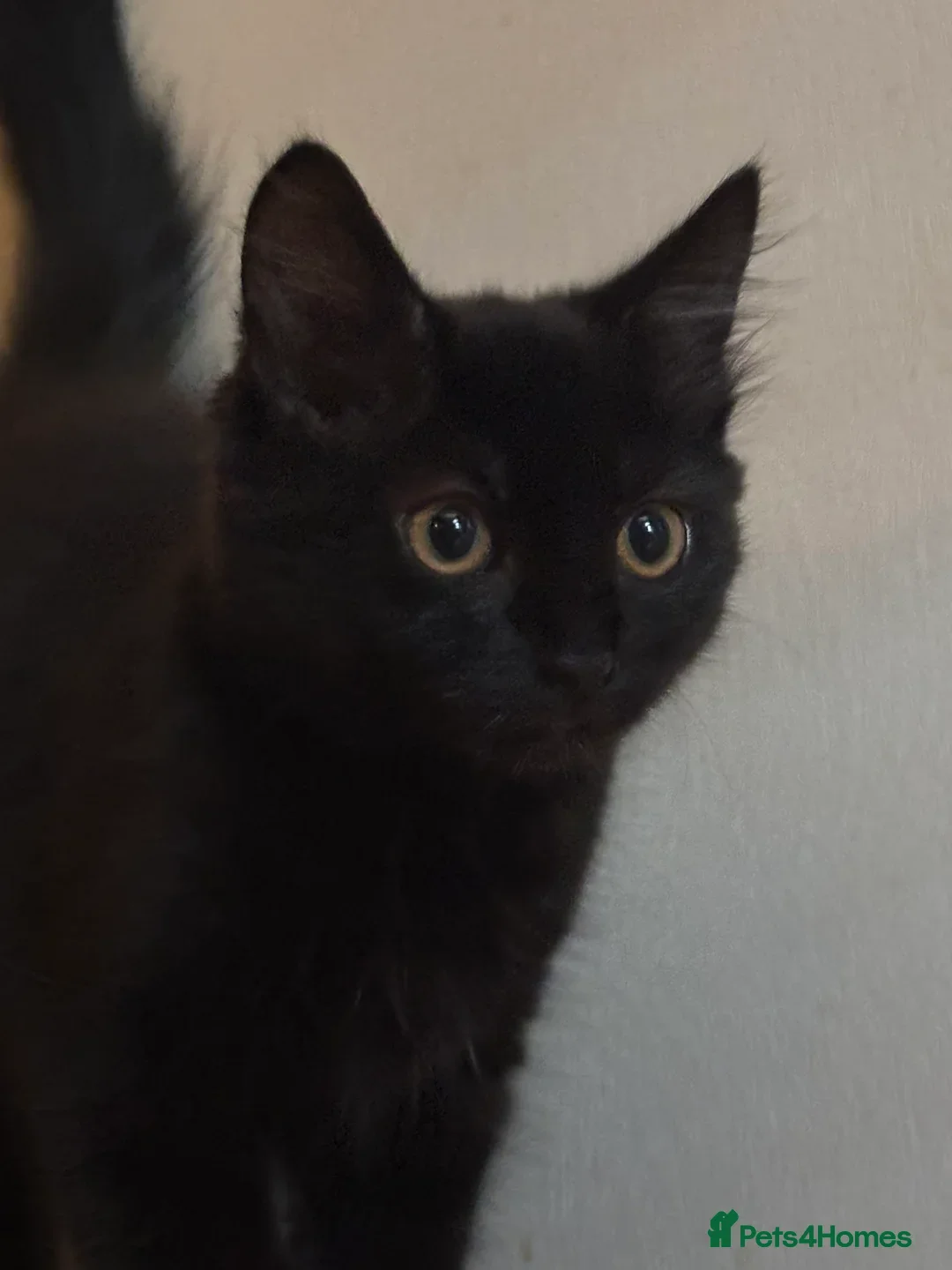Mixed Breed cats for sale: £30 Three adorable kittens ready immediately  - Image 14