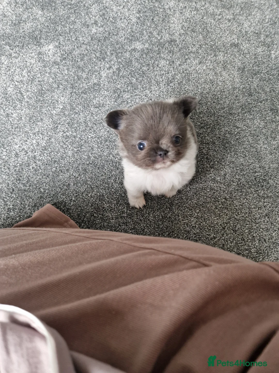 Chihuahua dogs for sale: KC registered chihuahua, female lilac & white - Advert 8