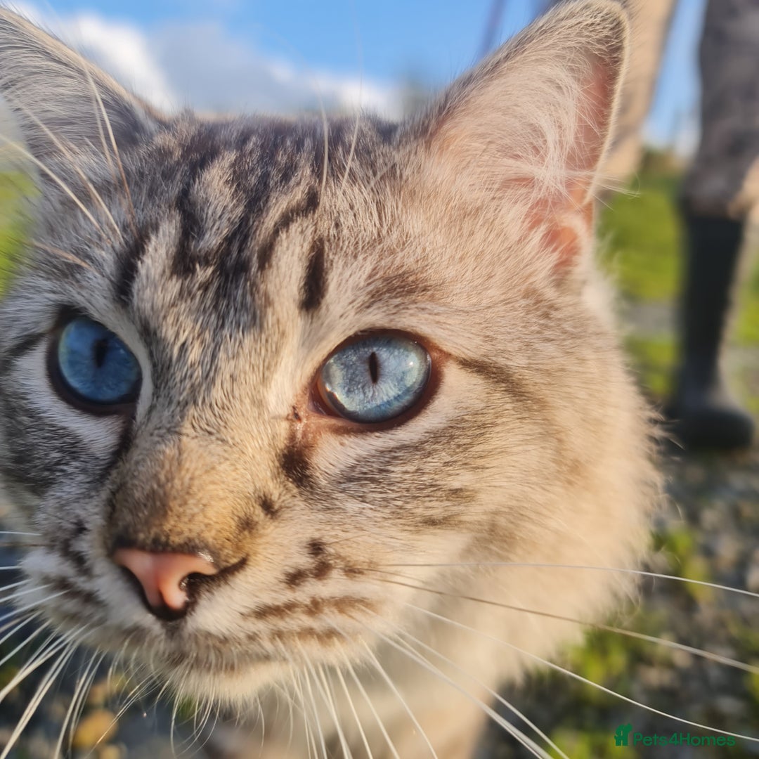 Bengal cats for sale: Cuddly charity donation pay monthly - Image 19