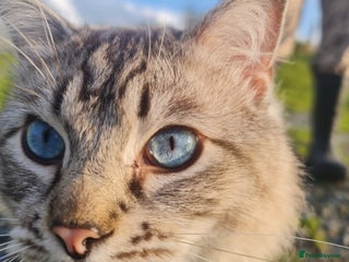 Bengal cats - Advert 2