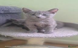 Russian Blue cats for sale: TICA 5* Pedigree Russian Blue Kittens - Image 12