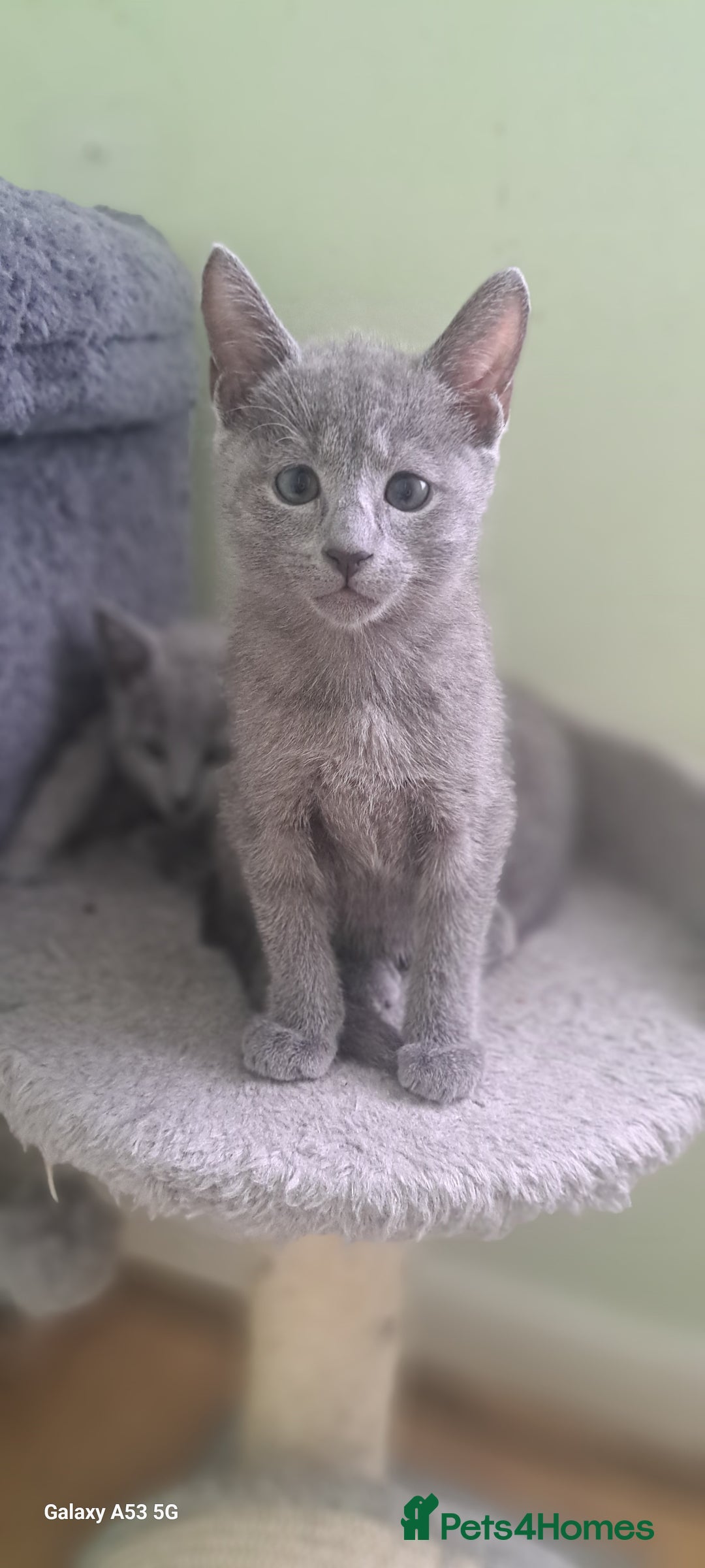 Russian Blue cats for sale: TICA 5* Pedigree Russian Blue Kittens - Image 12