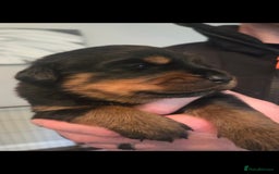 Rottweiler dogs for sale: KC & Fully Health Tested Rottweiler Puppies - Image 10