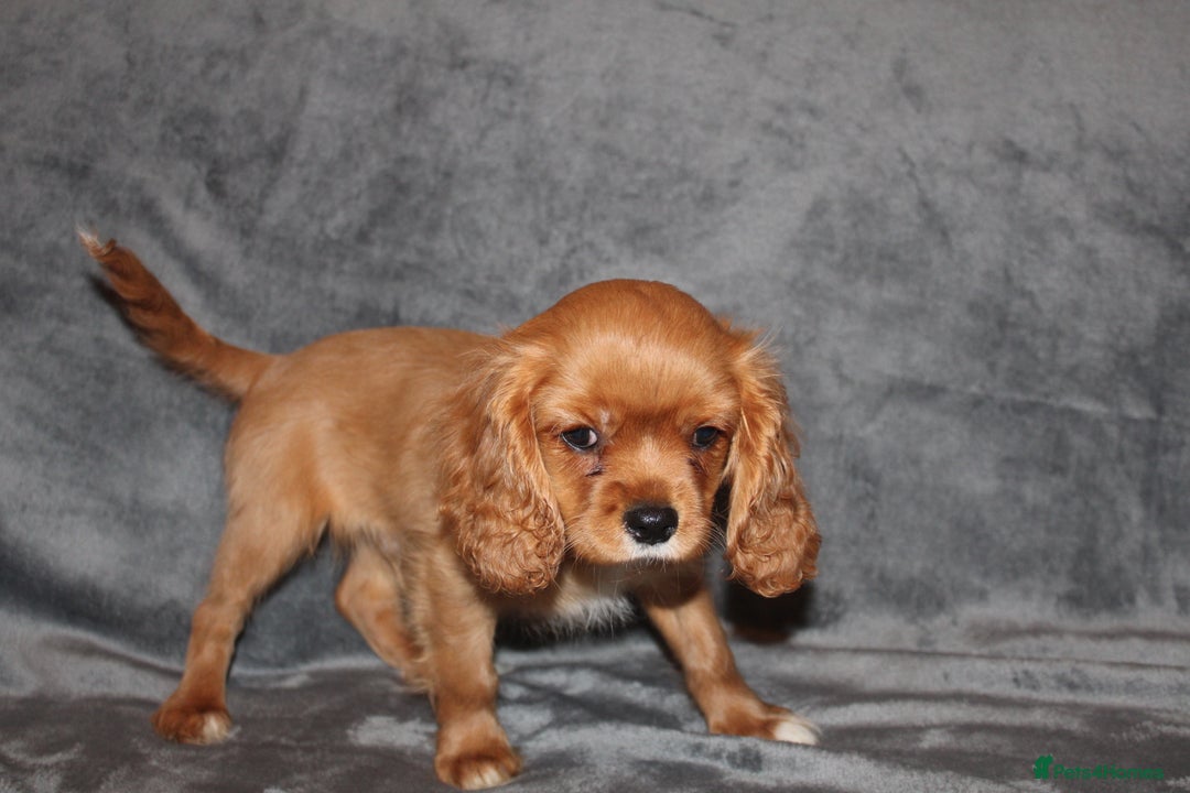 Cavalier King Charles Spaniel dogs for sale: Gorgeous Cavalier King Charles Spaniel Boy - Image 4