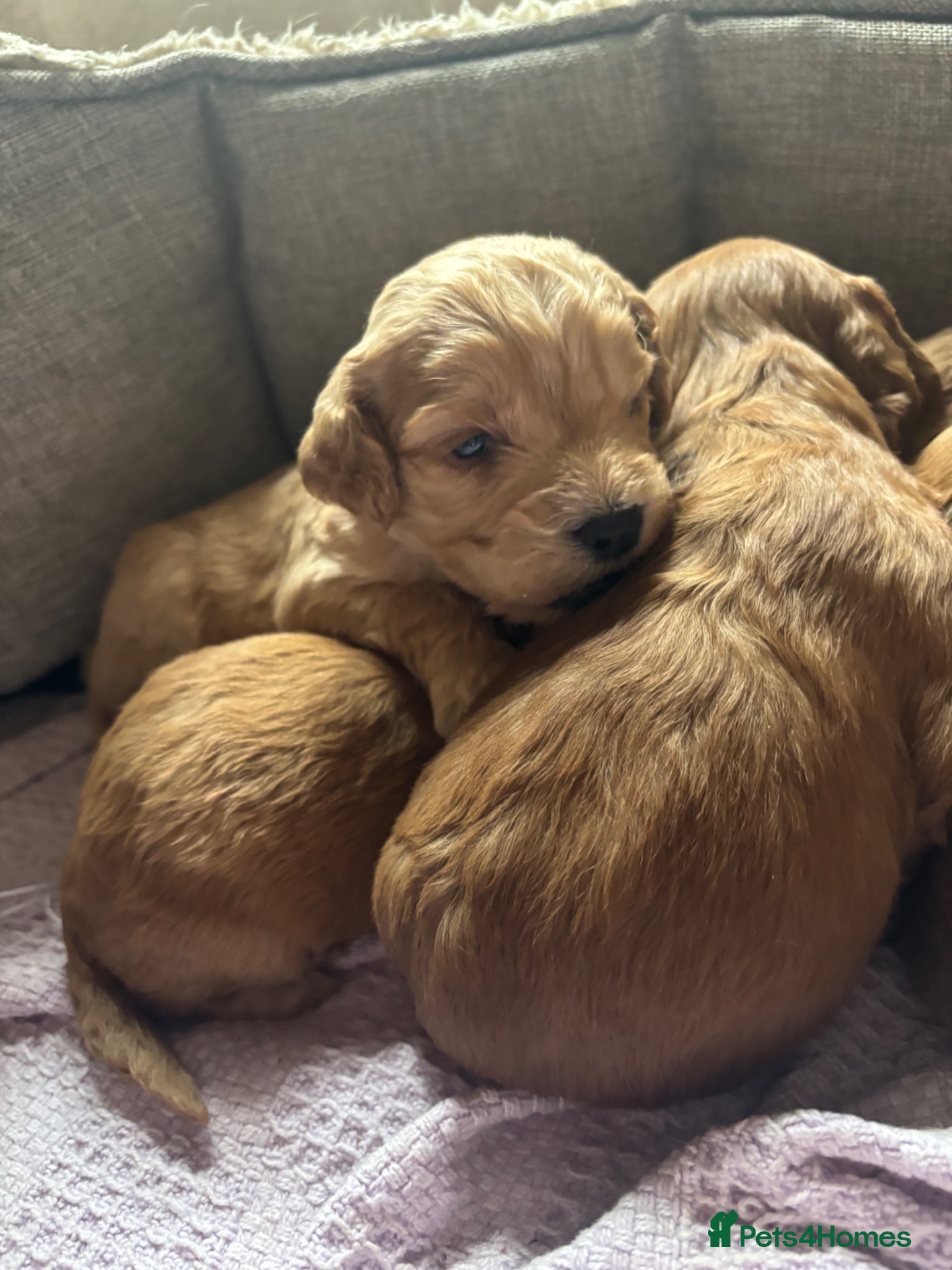 Cockapoo dogs Gorgeous F1 cockapoos 🤍 - Advert 2