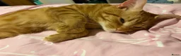British Shorthair cats for sale: Cats for sale  in Ilford - Advert 5