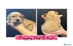 Cocker Spaniel dogs for sale: Cocker Spaniel Puppies - Image 4