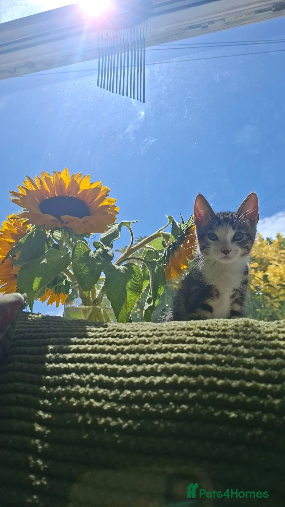 Mixed Breed cats for sale:  Kitten and 1 year old mum. - Advert 2